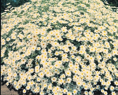 Picture of Tanacetum - Jackpot
